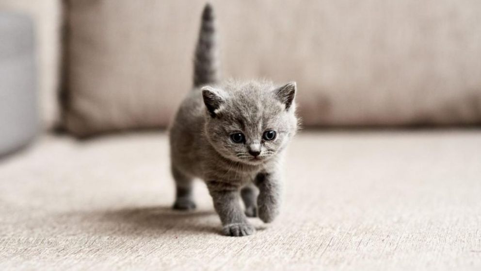 Impactante nacimiento de un gato con dos cabezas.