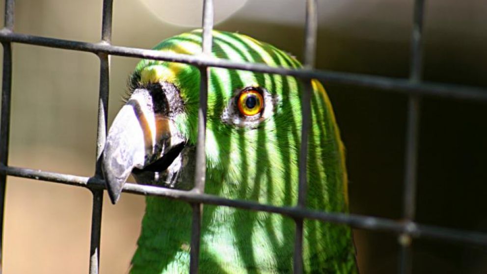 Si el loro no estaba, significaba que no tenían mercancía o que había algún tipo de control policial en la zona (imagen ilustrativa).