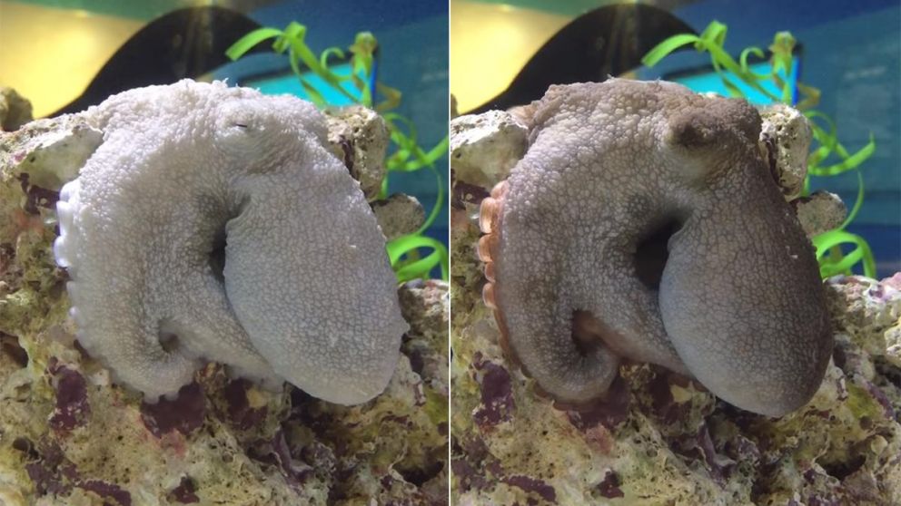 El cambio de color en los pulpos mientras duermen aún es materia de investigación.