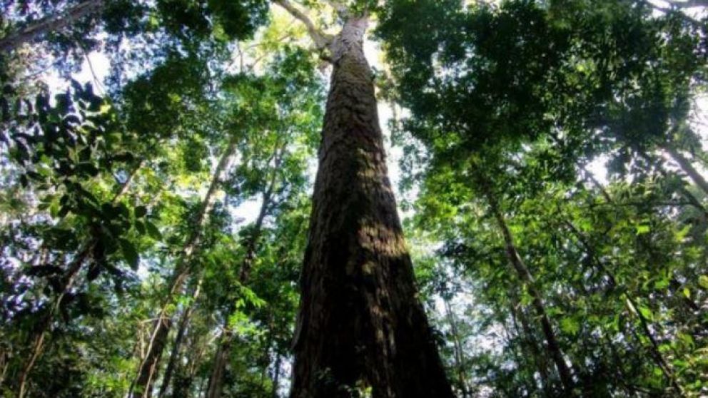 El gigante tiene casi 90 metros.