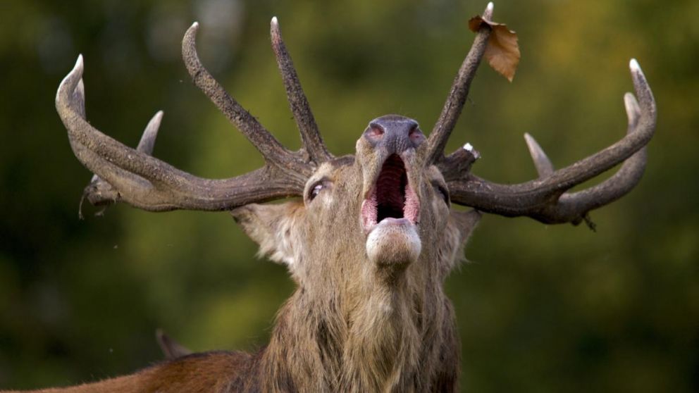 El animal fue rescatado por la atleta dos oportunidades y puesto en libertad (Ilustrativa).