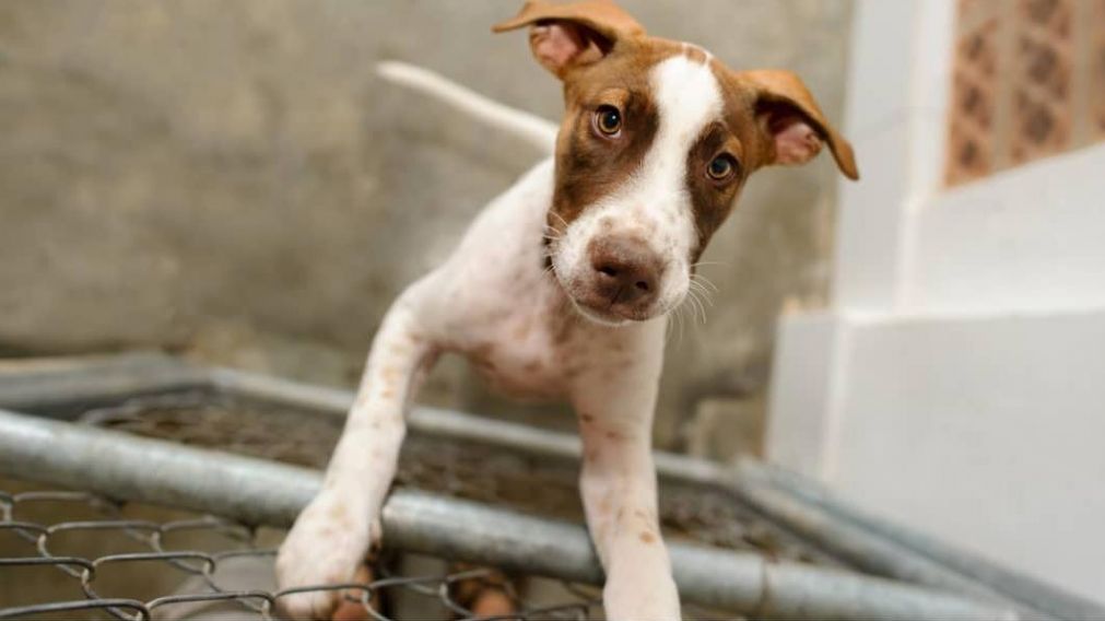 Adoptar un perro también conlleva mucha responsabilidad. (Foto ilustrativa)