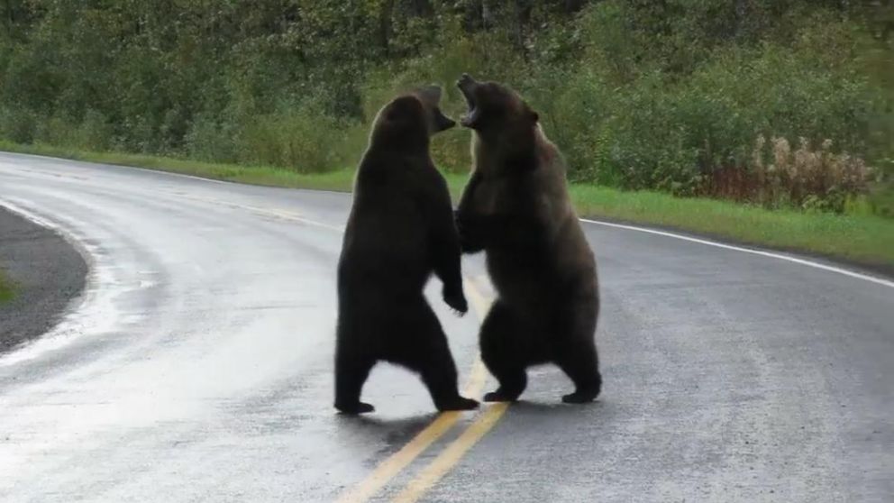 La terrible lucha entre los mamíferos fue captada por la cámara de un celular.
