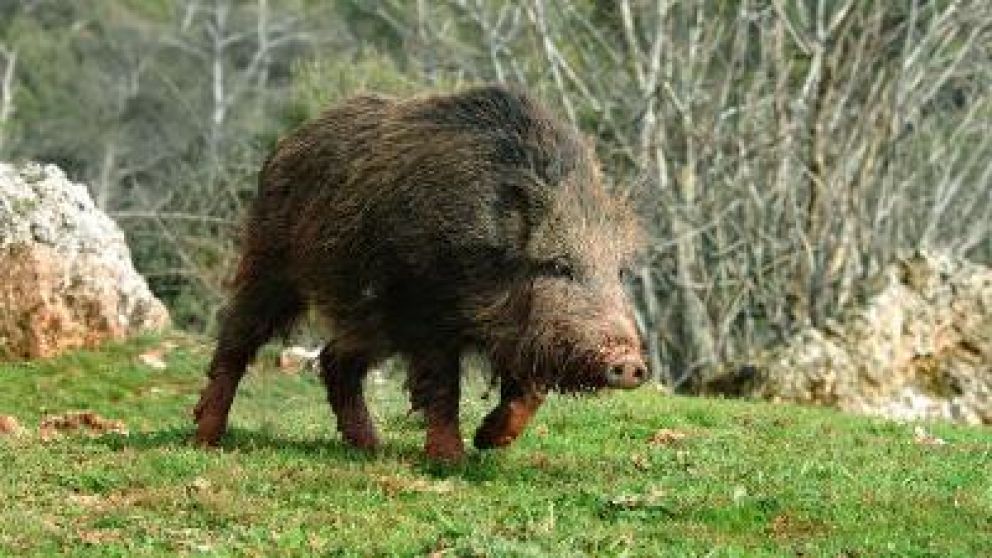 Además del delito de homicidio no intencionado, la Policía acusó al joven de caza ilegal.