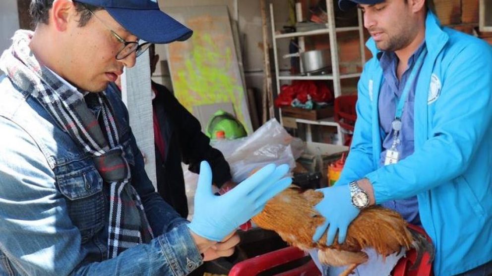 Así trasladaban a uno de los gallos violados por su dueño.