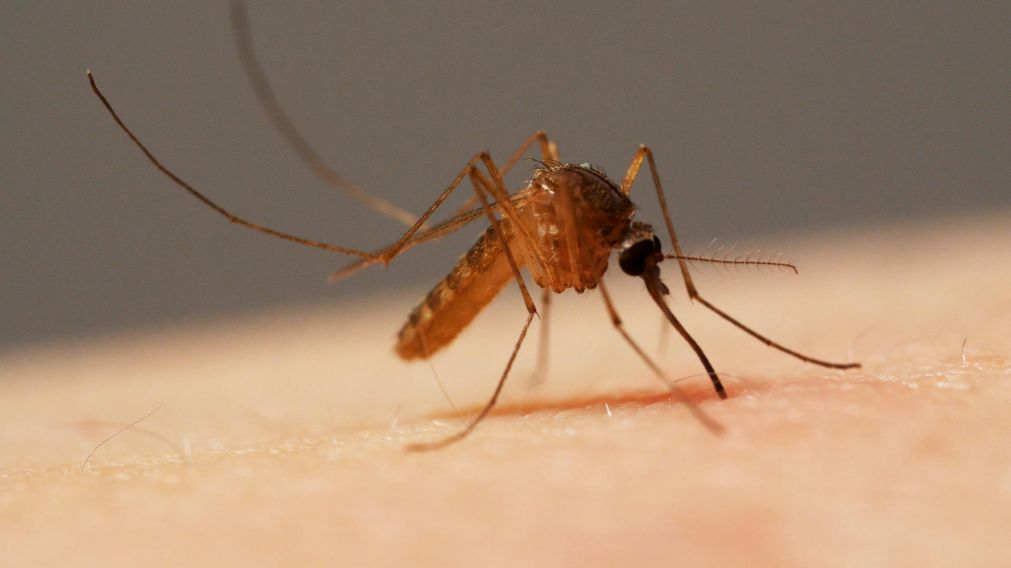 El mosquito culex taeniopius es el responsable de la transmisi�n de este virus.
