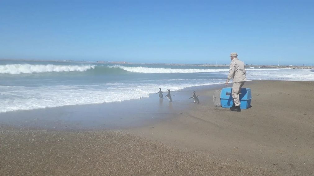Fueron devueltos al mar esta mañana (PNA).
