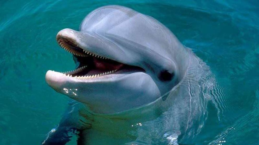 El hecho sucedió en Estados Unidos.