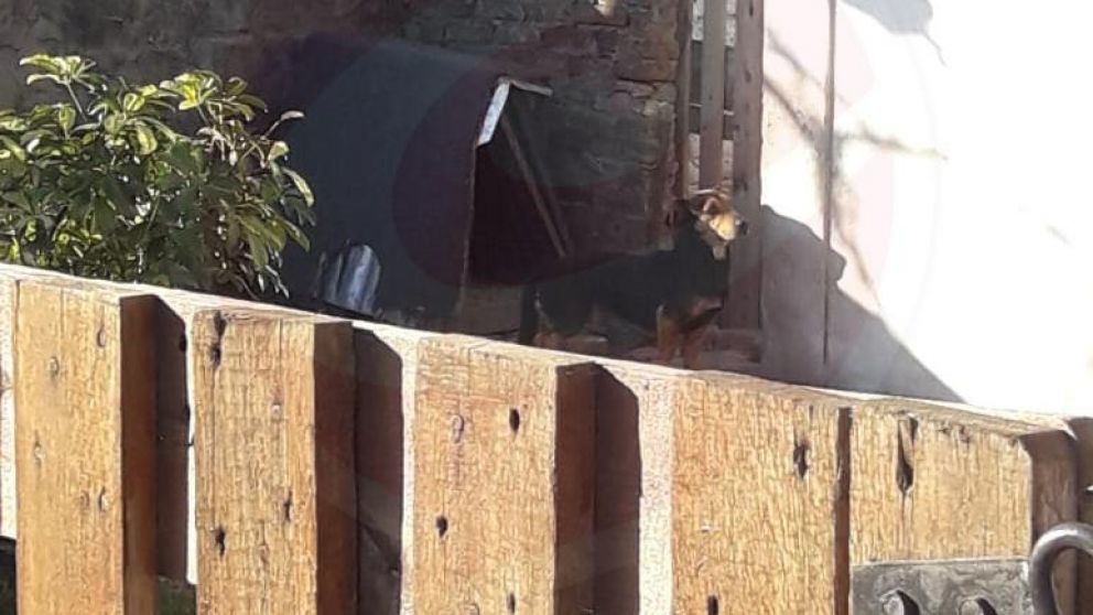 El animal sigue en manos del violento.