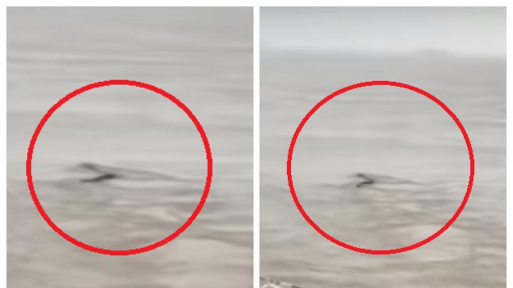 La criatura nadaba en la superficie del río Yangtze. (Captura Pantalla)