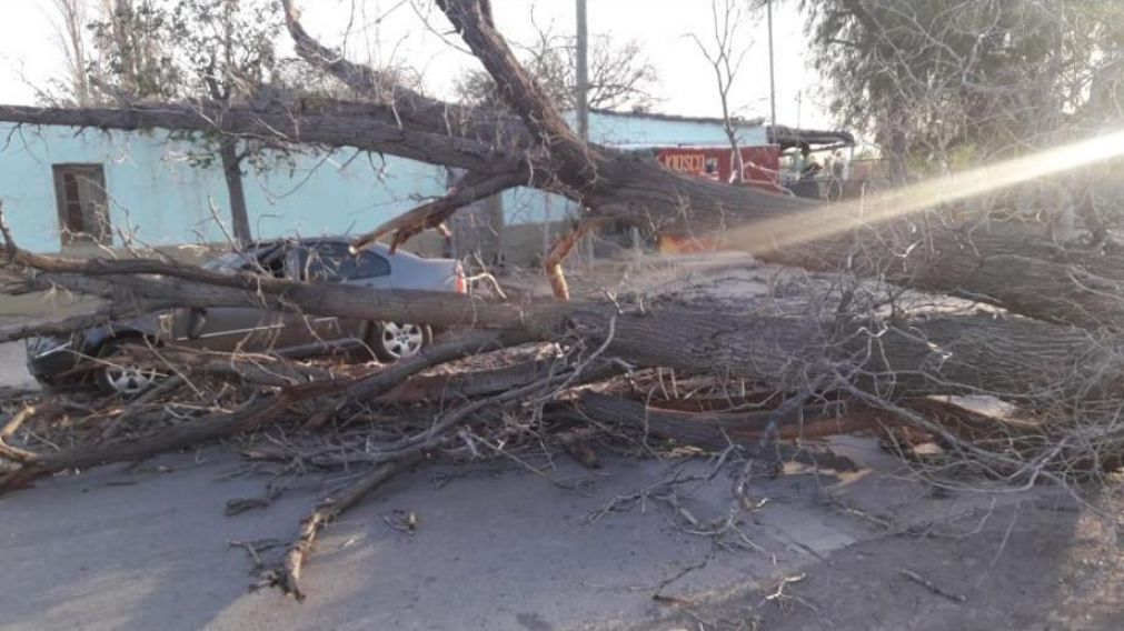 Un árbol destrozó un rodado estacionado. (Twitter).