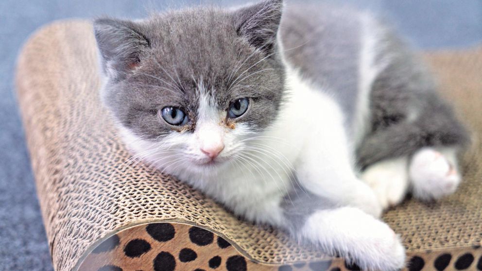 Gralic, fue el primer gato clonado de China.