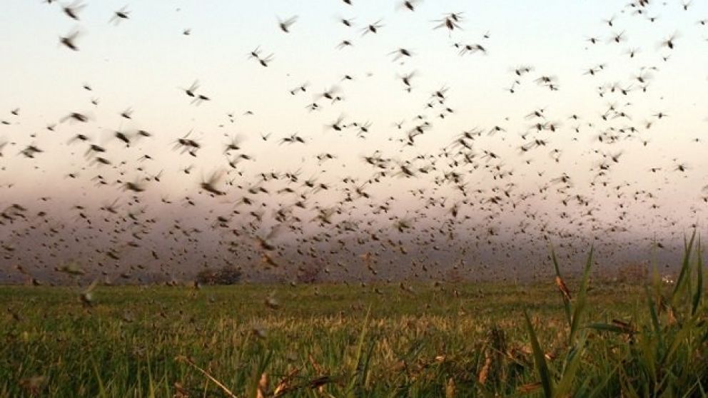 Una manga de langostas preocupa a La Rioja.