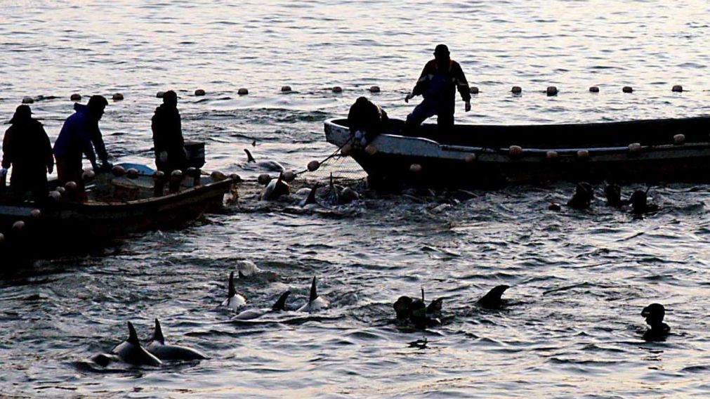 En Taiji, la caza de delfines se realiza de forma habitual.
