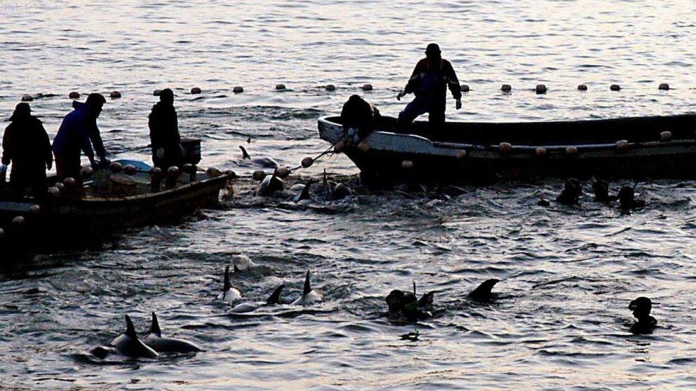 En Taiji, la caza de delfines se realiza de forma habitual.
