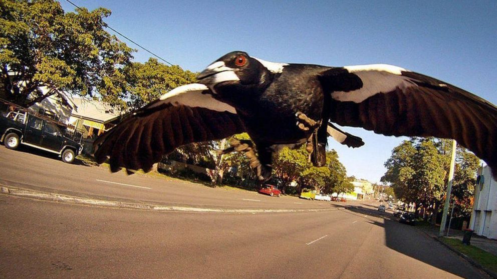 ¡Peligro, urracas sueltas en Australia!.