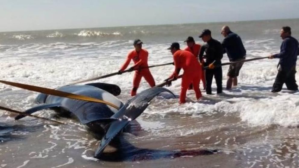 Las siete orcas se habrían desorientado (Prefectura Naval).