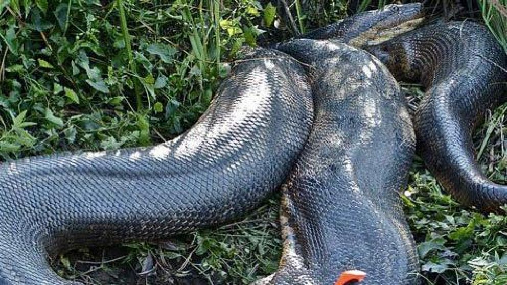 Encontraron a la anaconda en el río Formoso, en Brasil. (Imagen Ilustrativa)