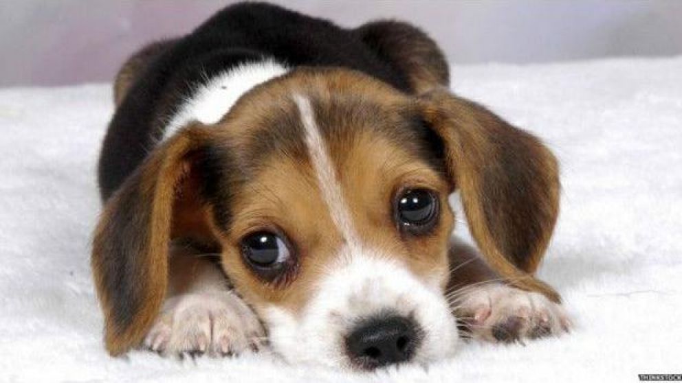 El animalito fue encontrado hambriento y temeroso.