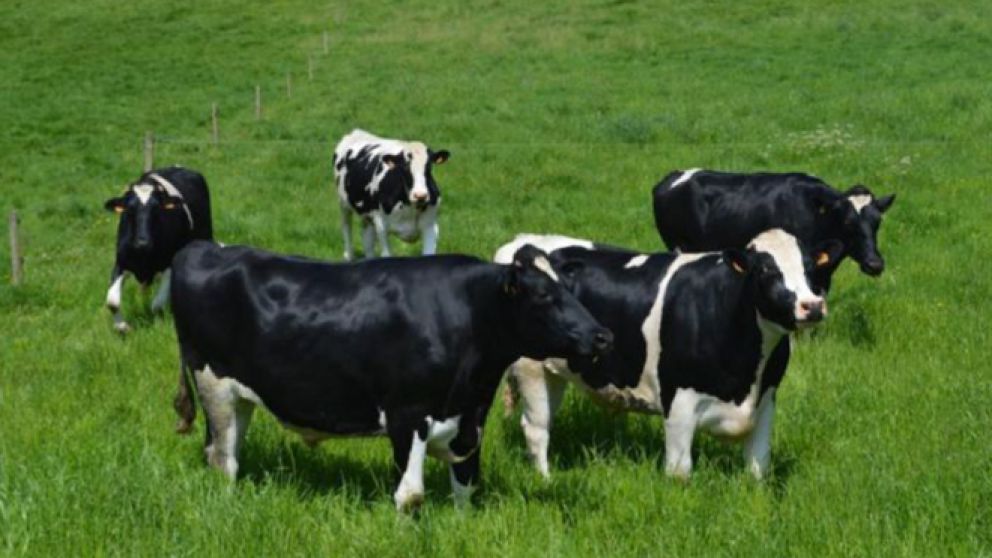 Los animales estaban cerca de un alambre que delimitaba el campo y eso atrajo el rayo (Imagen ilustrativa)