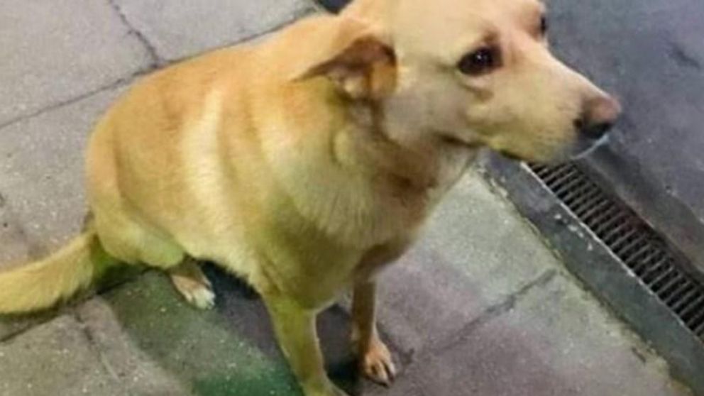 Rubio, la indefensa víctima.