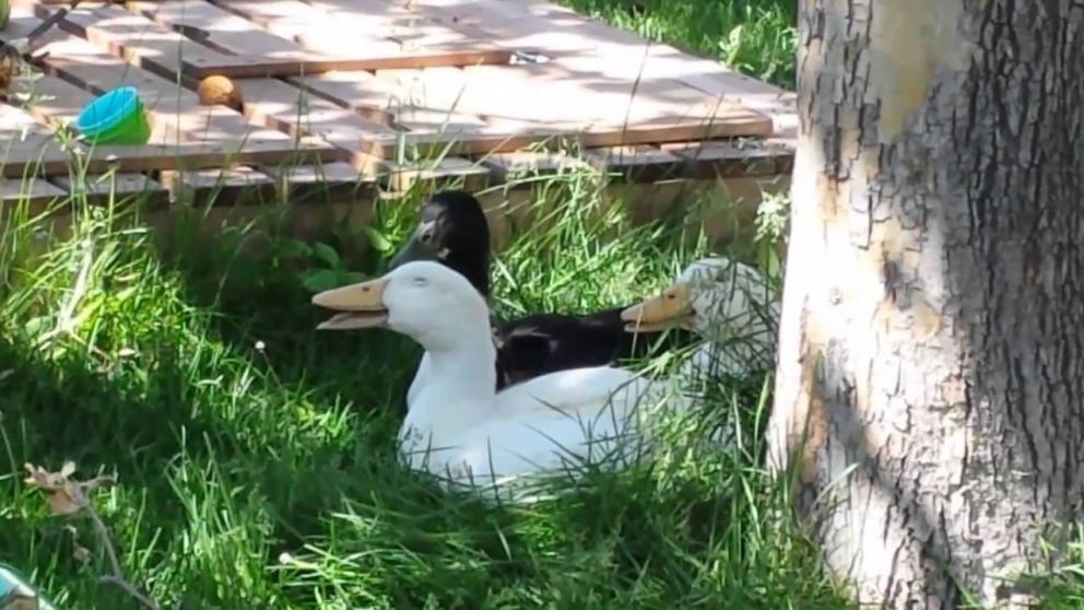 El video llegó al millón de reproducciones (Foto ilustrativa).