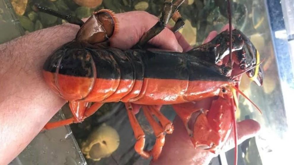 La singular pigmentación se debe a una mutación genética.