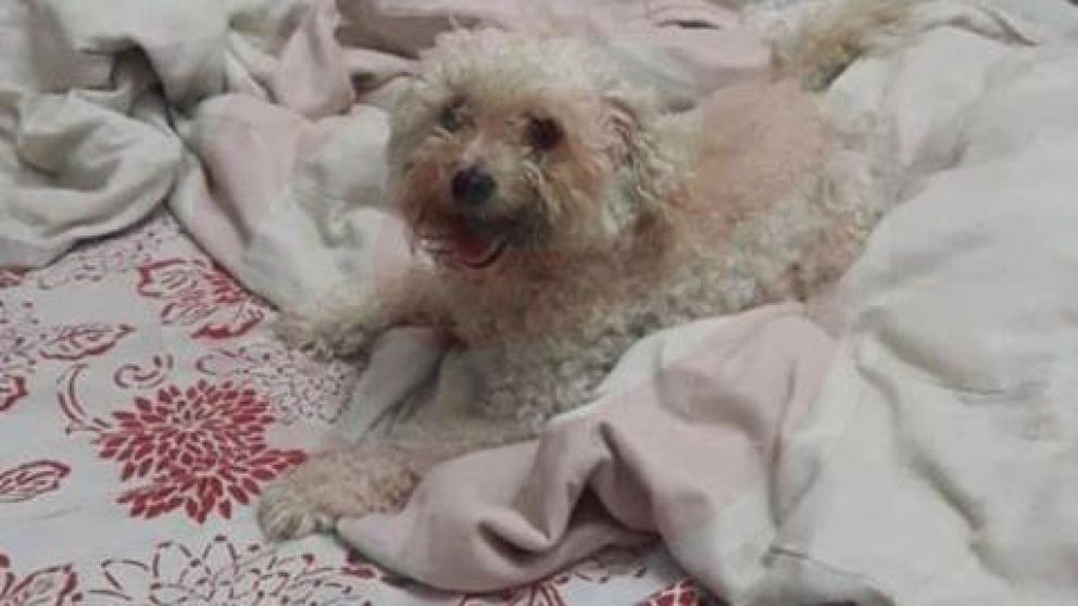 Este es el pequeño caniche robado.