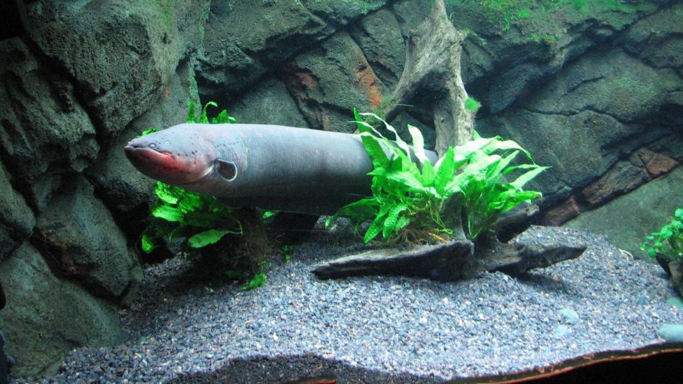 Esta nueva especie de anguilas fue descubierta en Brasil. (Imagen ilustrativa)