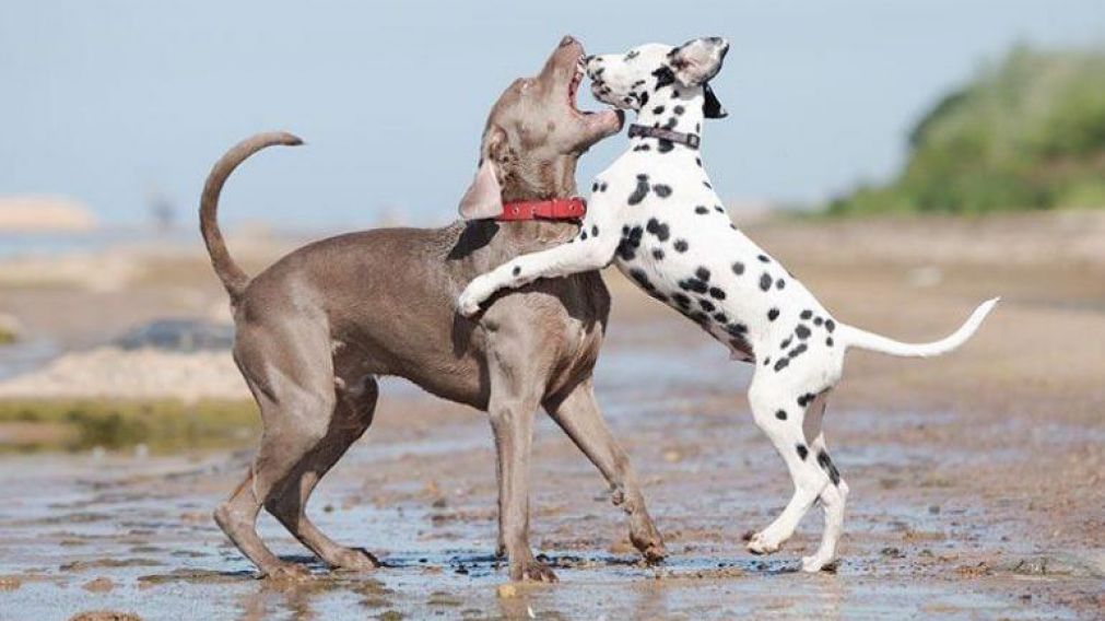 La pelea de vecinos comenzó por una pelea entre sus mascotas. (Imagen Ilustrativa)