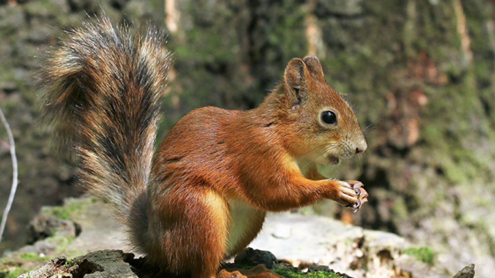 El momento fue captado por un artista de la cámara (imagen ilustrativa).