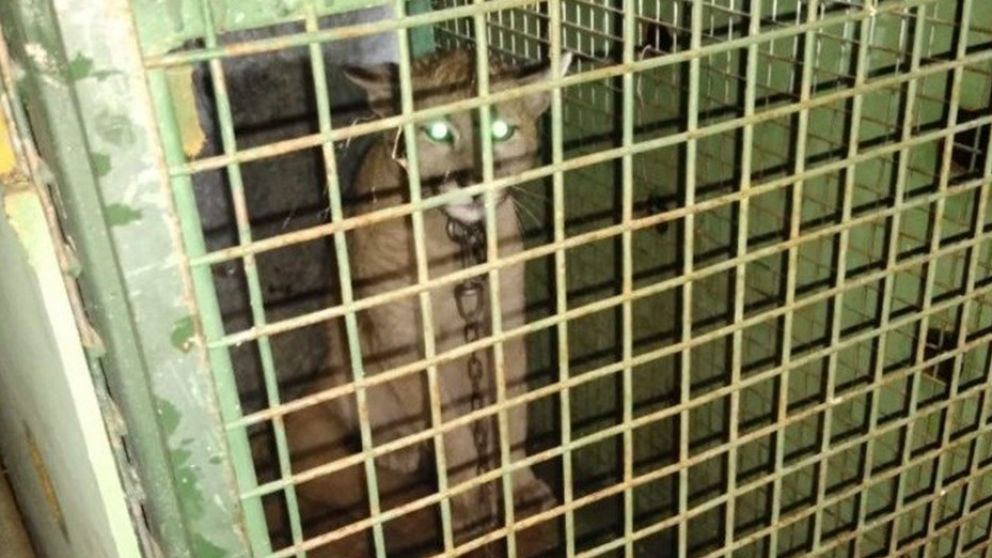 El animal tenía cuatro meses (Gentileza: La Gaceta Digital).