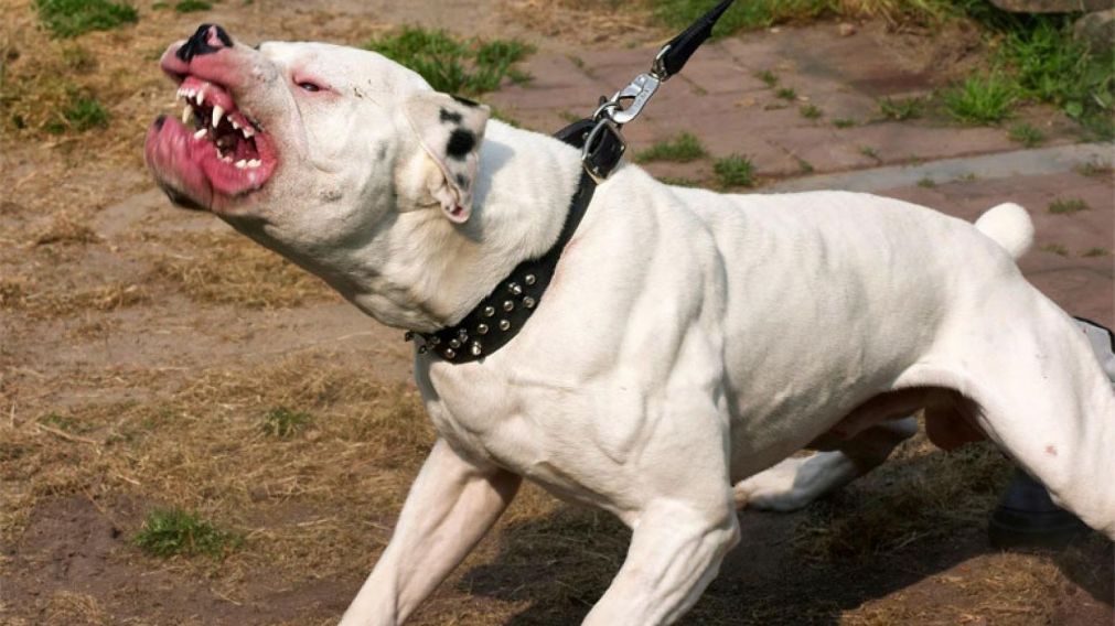 Un pittbull como este le comió los genitales al hombre acusado de abuso. (Imagen ilustrativa).