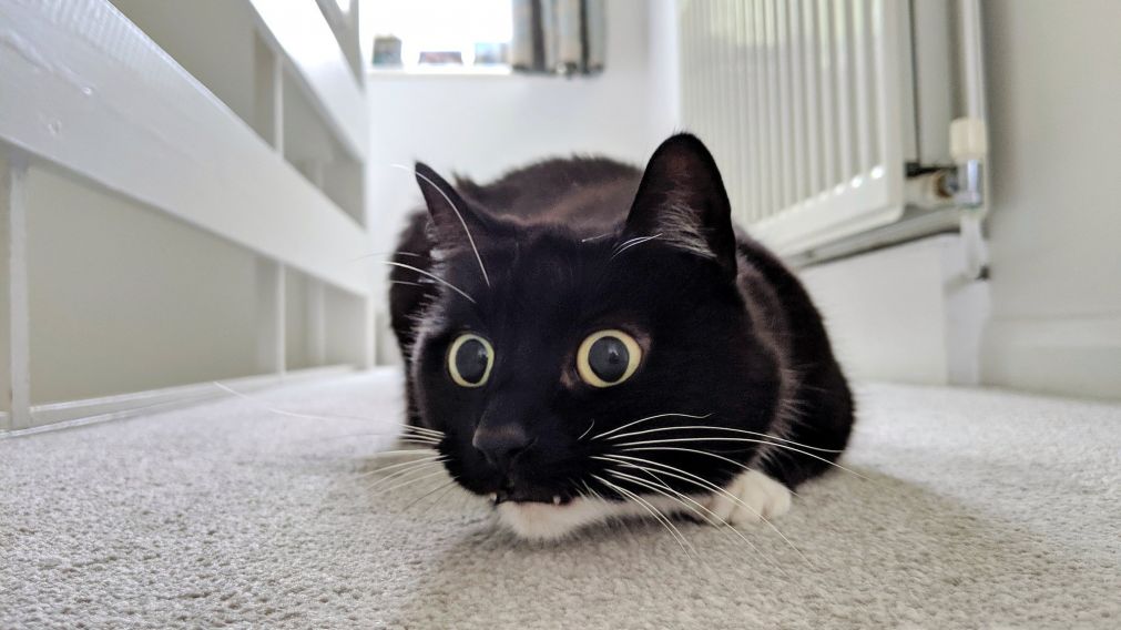 La gatita causa sensación en Twitter, Instagram y Facebook.
