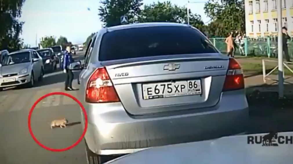 El momento en que el felino iba a ser aplastado (captura de video).