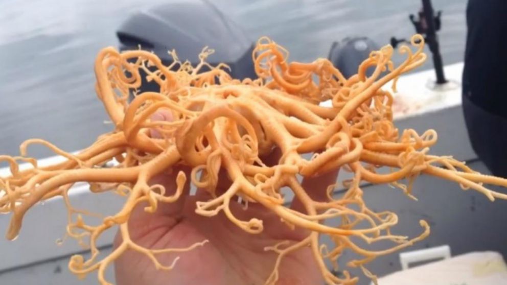 La extraña criatura encontrada por un grupo de pescadores.