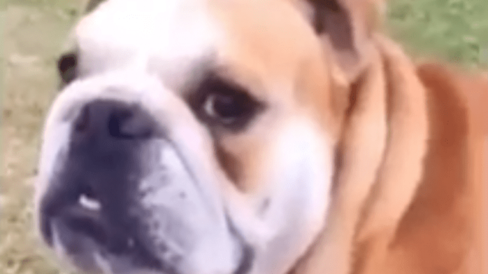 El video del perro que se enoja porque le dicen "feo" se volvió viral.
