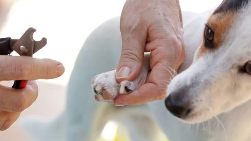 El perro actuó su propia muerte para evitar que le corten las uñas (Ilustrativa).