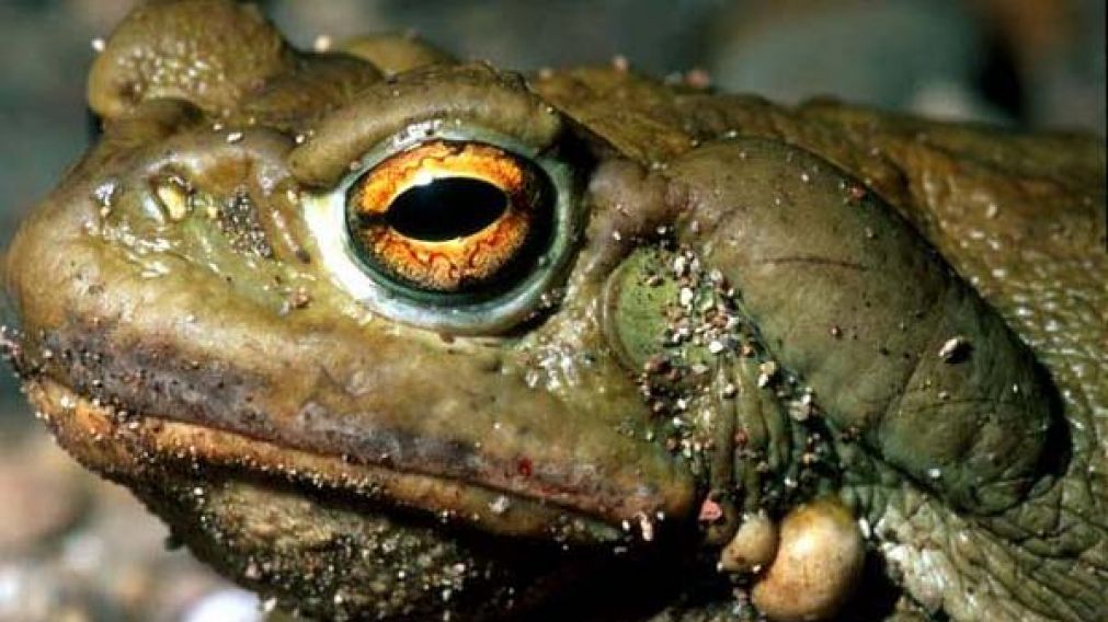 El sapo del río Colorado segrega sustancias con propiedades alucinógenas.