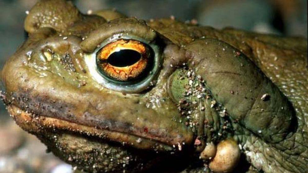 El sapo del río Colorado segrega sustancias con propiedades alucinógenas.