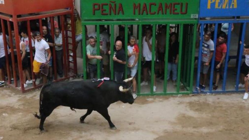 El toro que participó del encierro en Alcorta (Gentileza Levante).
