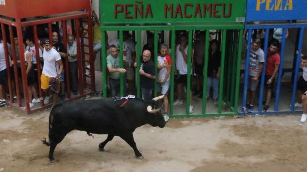 El toro que participó del encierro en Alcorta (Gentileza Levante).