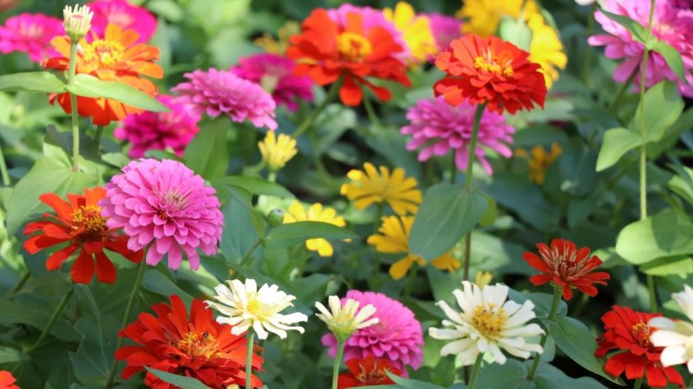 Las tres flores que si o si hay que sembrar en octubre para disfrutarlas en el verano.