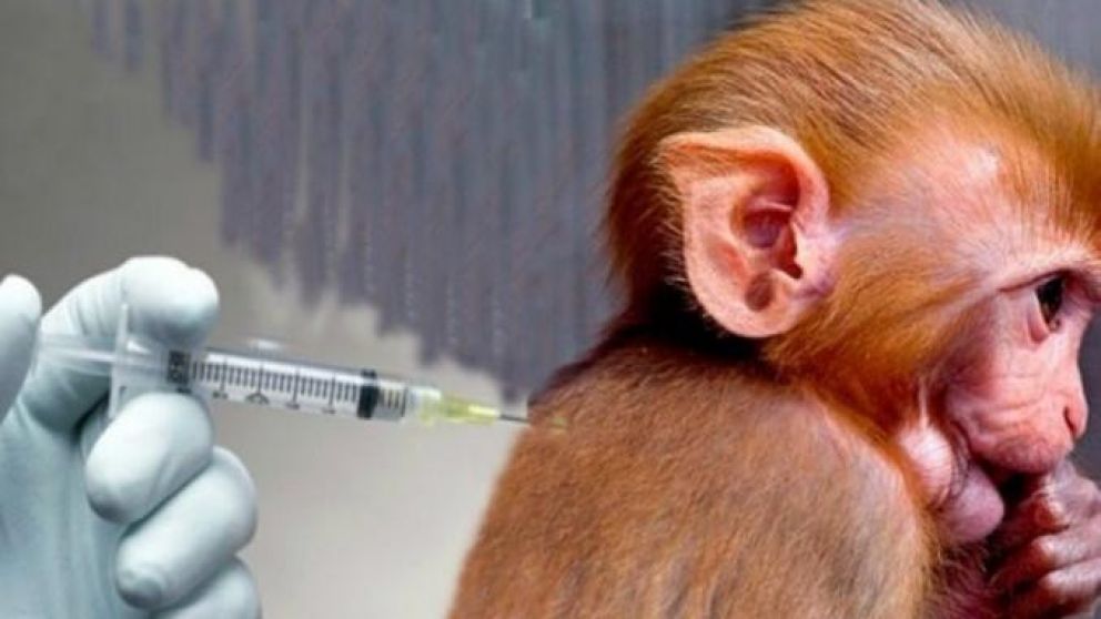 Veinte simios fueron sometidos a ser objeto de investigación.