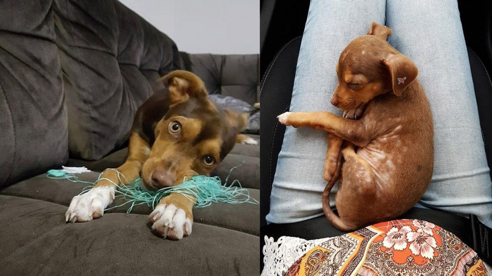 La cachorra Luna se robó la dentadura de la abuela de su dueña (Foto: Facebook Anna Carolina Lima)