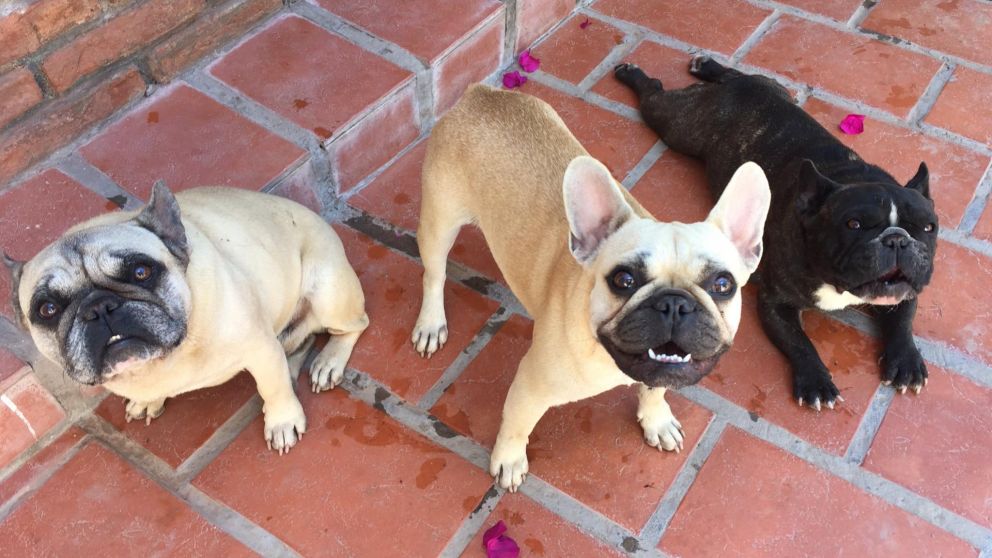 Los perritos protagonistas del triste relato (@VickyCeballoss).