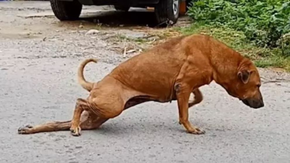 "Es muy astuto", conf�o una vecina de la zona a los medios locales.