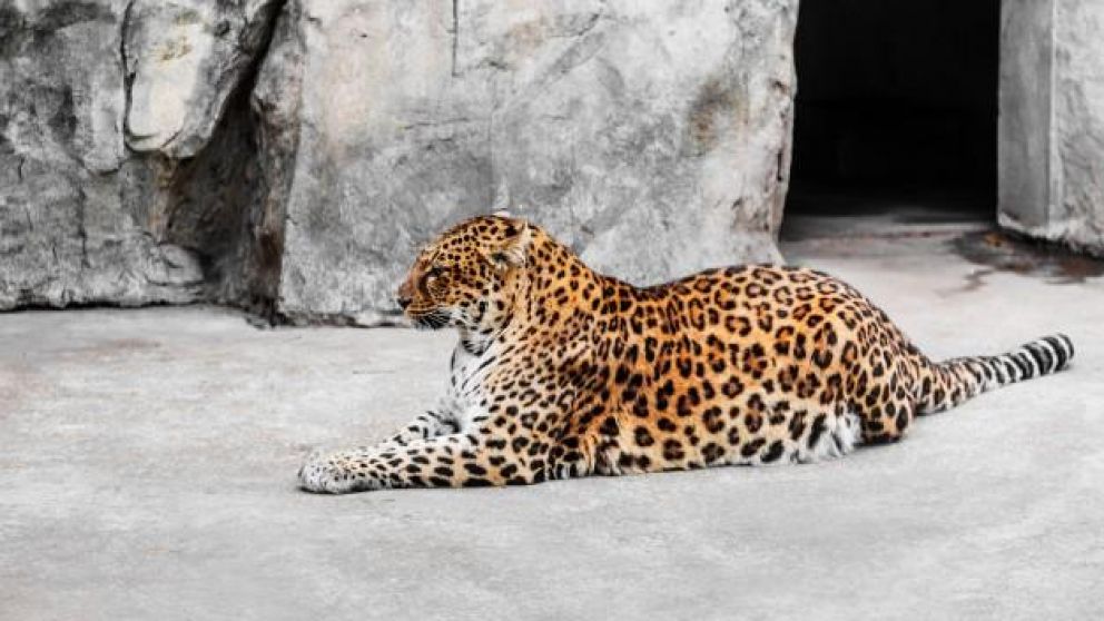 El animal salió furioso de su jaula y lastimó al menor (Ilustrativa).