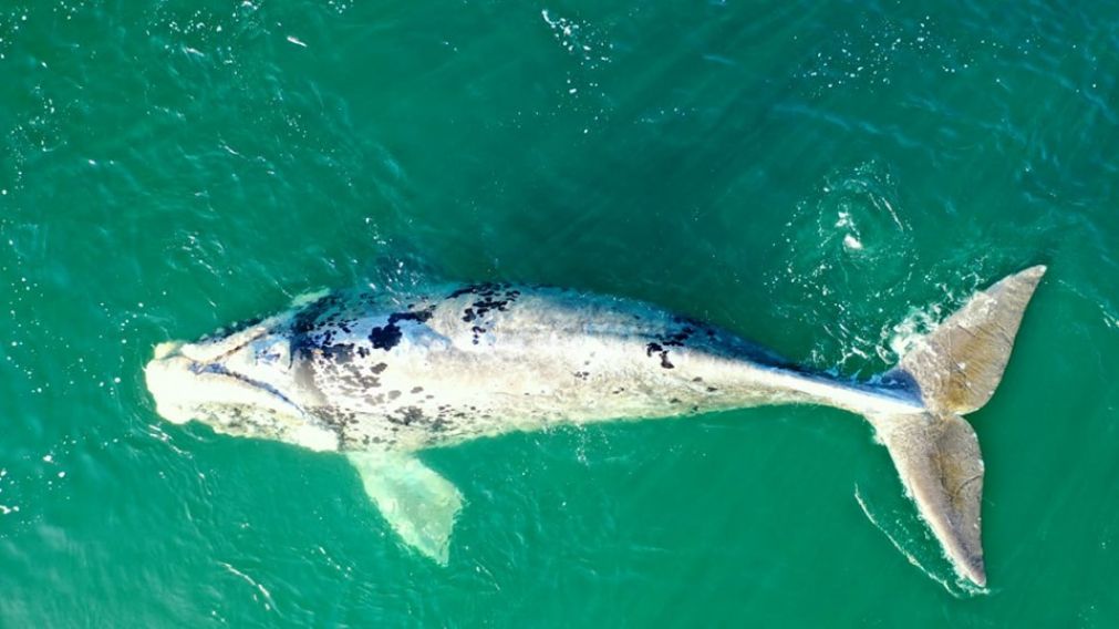Se trata de la 8va edición de avistaje de fauna marina en la provincia (Gentileza: Río Negro).