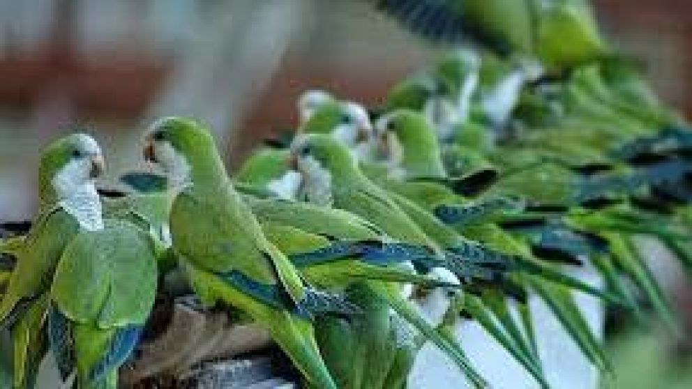 La plaga de esta especie genera preocupación en las autoridades españolas.